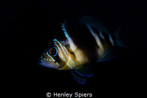 Barred Hamlet with iridescent blue face tattoos by Henley Spiers 